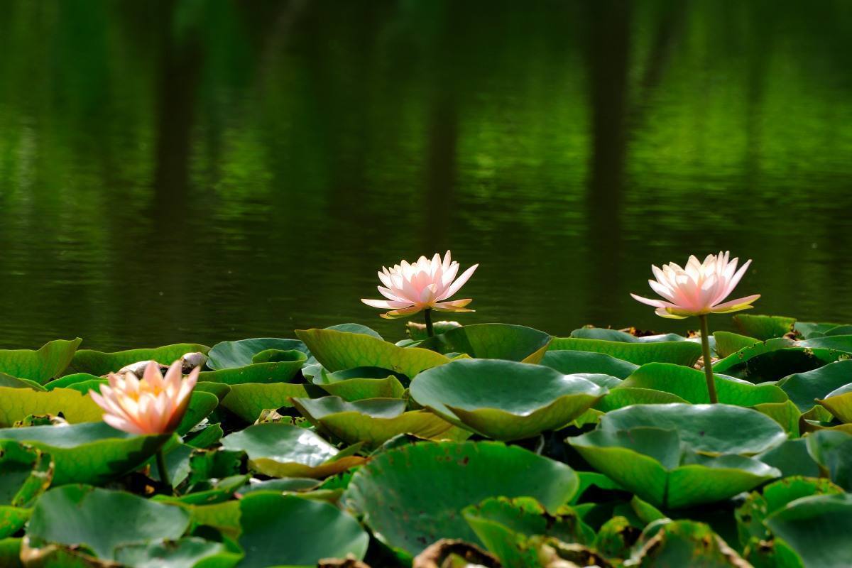 适合懒人养的喜阴的四季花,春夏秋冬特别适合养的养不死的花