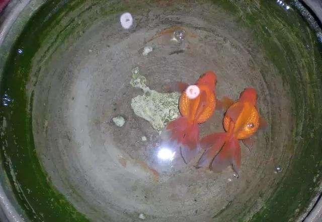 金鱼为什么养着养着就变了颜色,金鱼怎么养才能越来越红