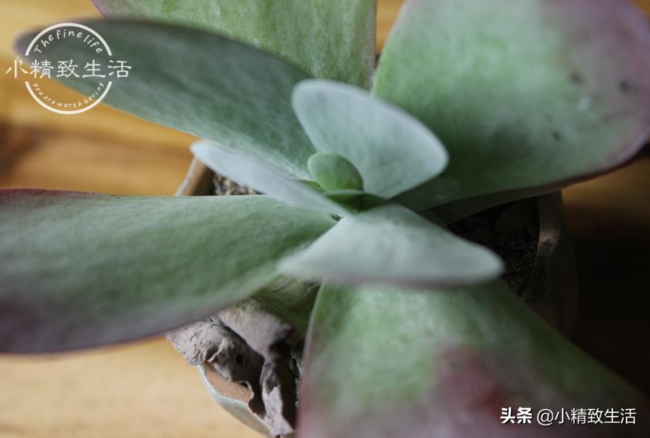 多肉徒长了如何进行处理,多肉徒长的原因和解决方法