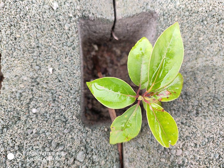 红米note7pro8g256g售价,千元手机红米note7评测