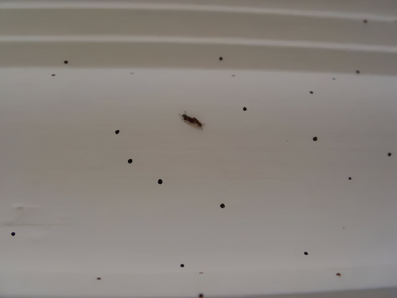 家里出现的十种虫子图片及名称,家里经常出现的虫子有哪些