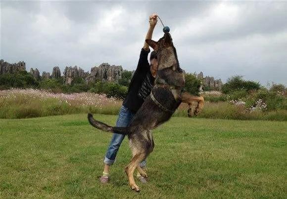各国猛犬品种排名,各国品种猛犬