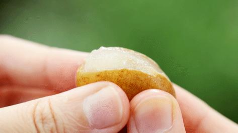 喜茶金菠萝图片,喜茶满杯金菠萝芝芝芒芒冰全糖