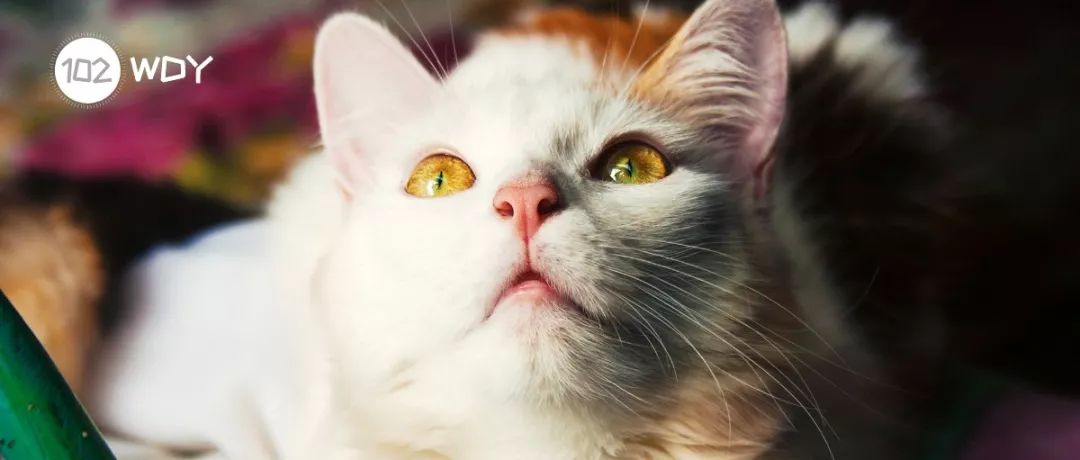 猫打喷嚏流鼻涕是猫瘟吗,猫连续打喷嚏就是猫鼻支吗