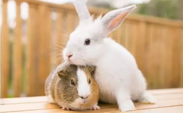 日本生态农业庄园,日本田园农场排行榜