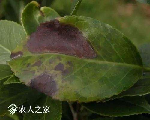 每日一课100个常识,真菌感染必备知识