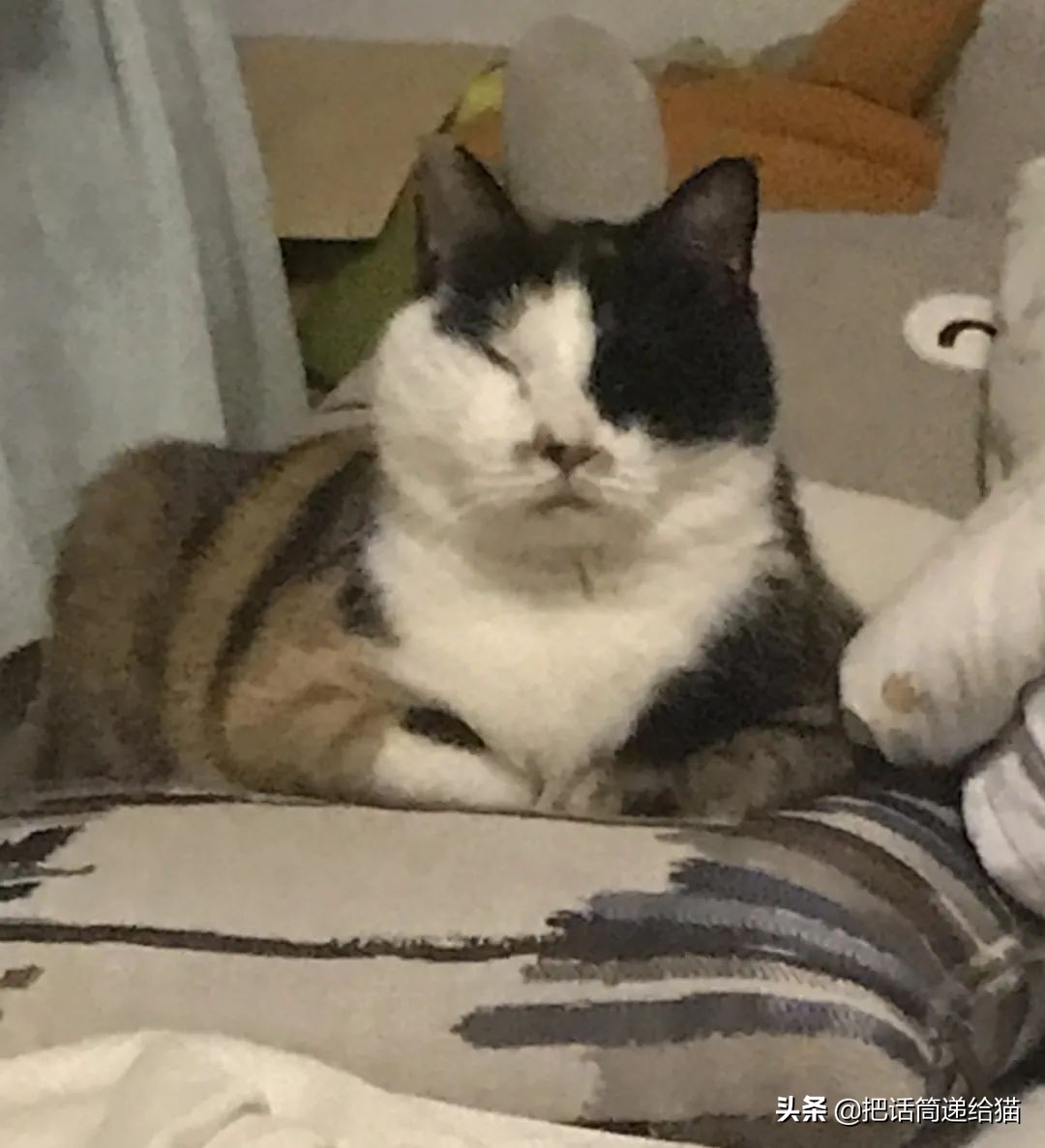 一只猫被另一只打,一只猫被两个人打