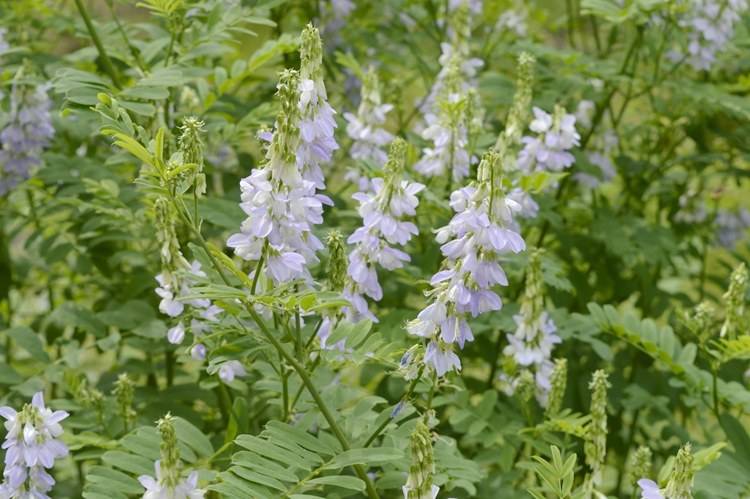 二甲双胍减肥不适合单纯减肥人群,除非你有这三个适应症