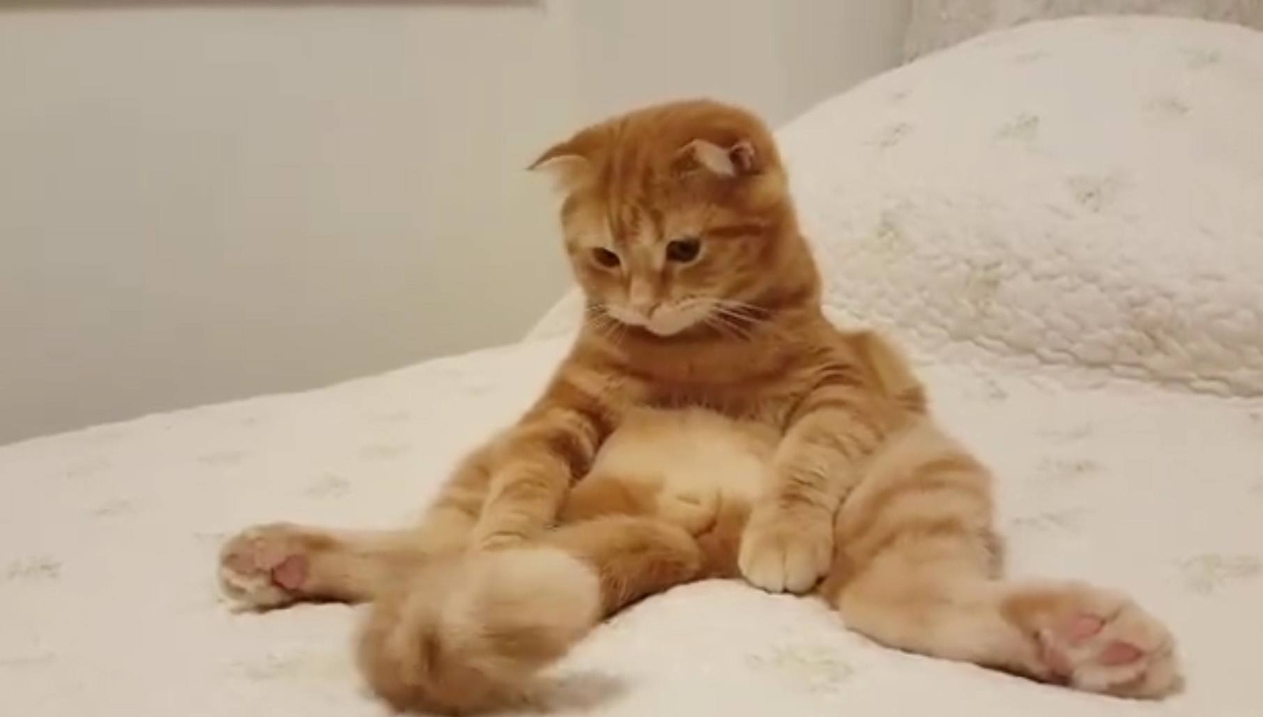 猫咪是公的好看吗,猫咪是公的