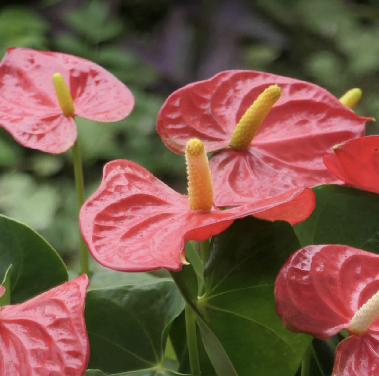 买花时，你“脸盲”了吗？一篇文章分清红掌、火鹤、花烛和安祖