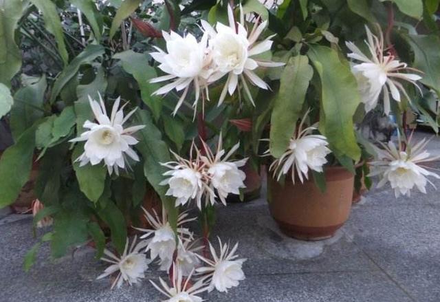 昙花一现好漂亮,昙花一现让你惊艳