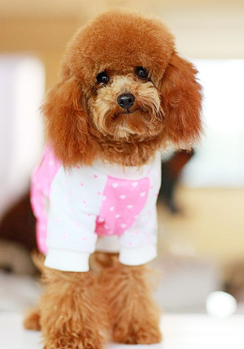 狗狗冬天御寒的小妙招,冬天狗狗睡觉会怕冷吗