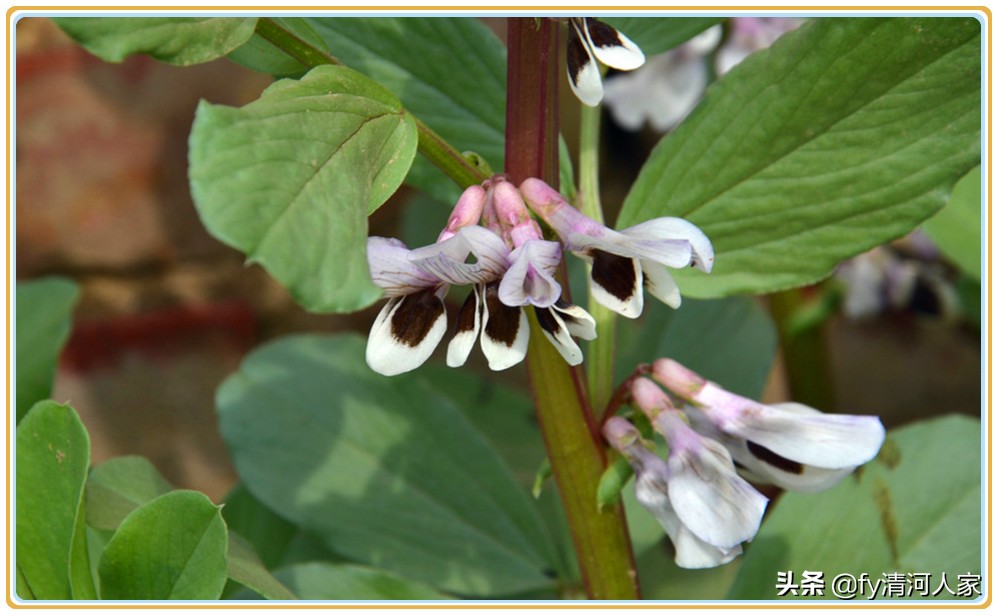 阜阳五香面蚕豆,阜阳水煮蚕豆