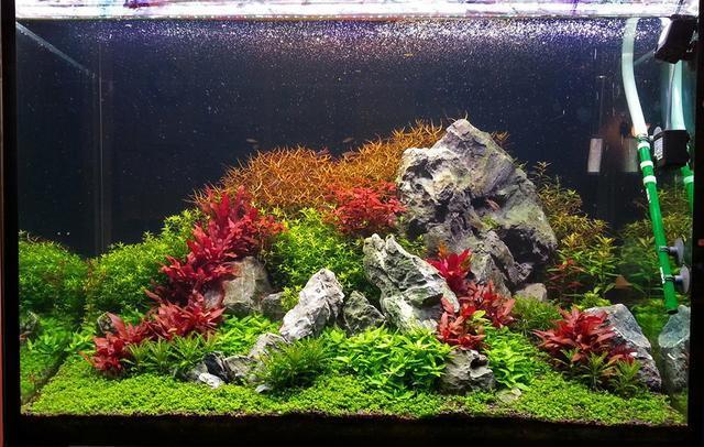 鱼缸水草不长绿藻要怎么做,水草缸如何避免爆藻