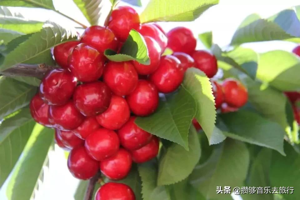 四川阿坝我的家乡,我的家乡汶川特色美景