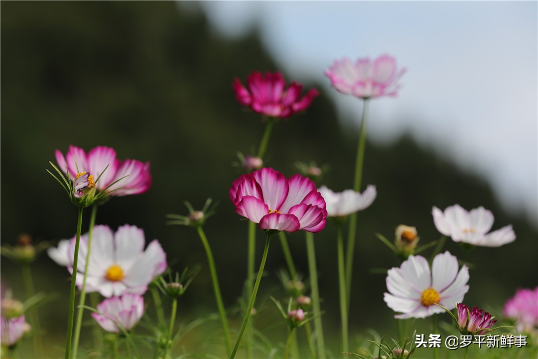 罗平油菜花田宣传片,今日罗平油菜花田