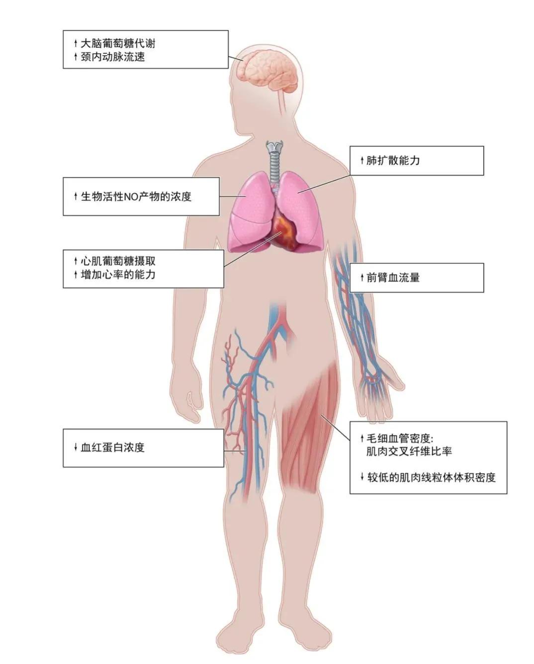 夏尔巴人最快登峰,夏尔巴人巅峰