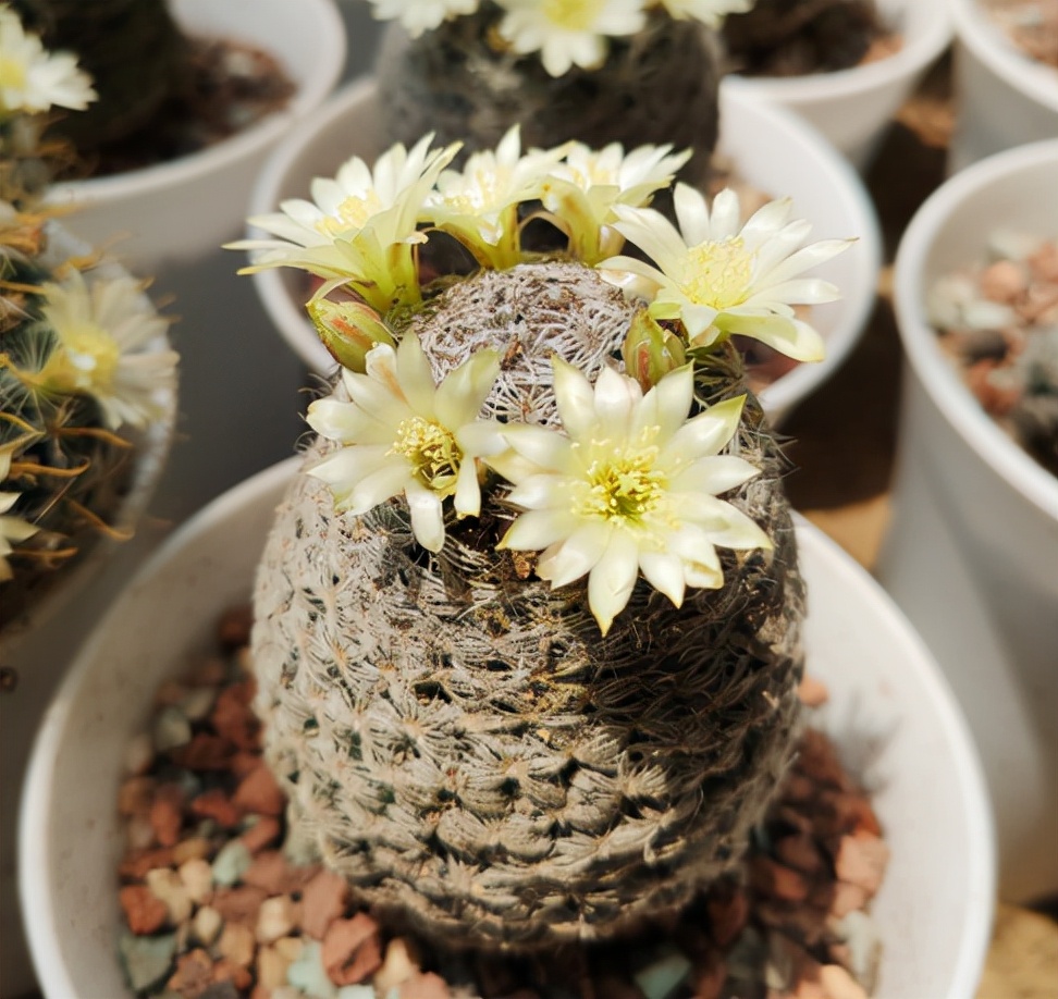 仙人球的刺会不会扎手,怎样防仙人球扎人