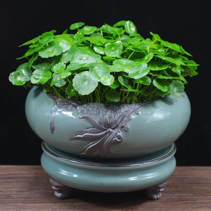 铜钱草叶子黄水培方法,铜钱草叶子黄怎么管理