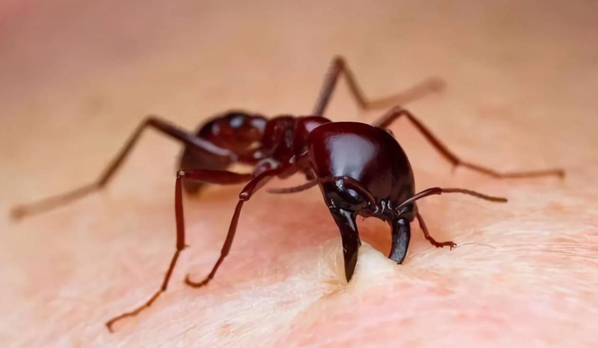 海关查获外来入侵蜗牛,包裹被广州海关拦截