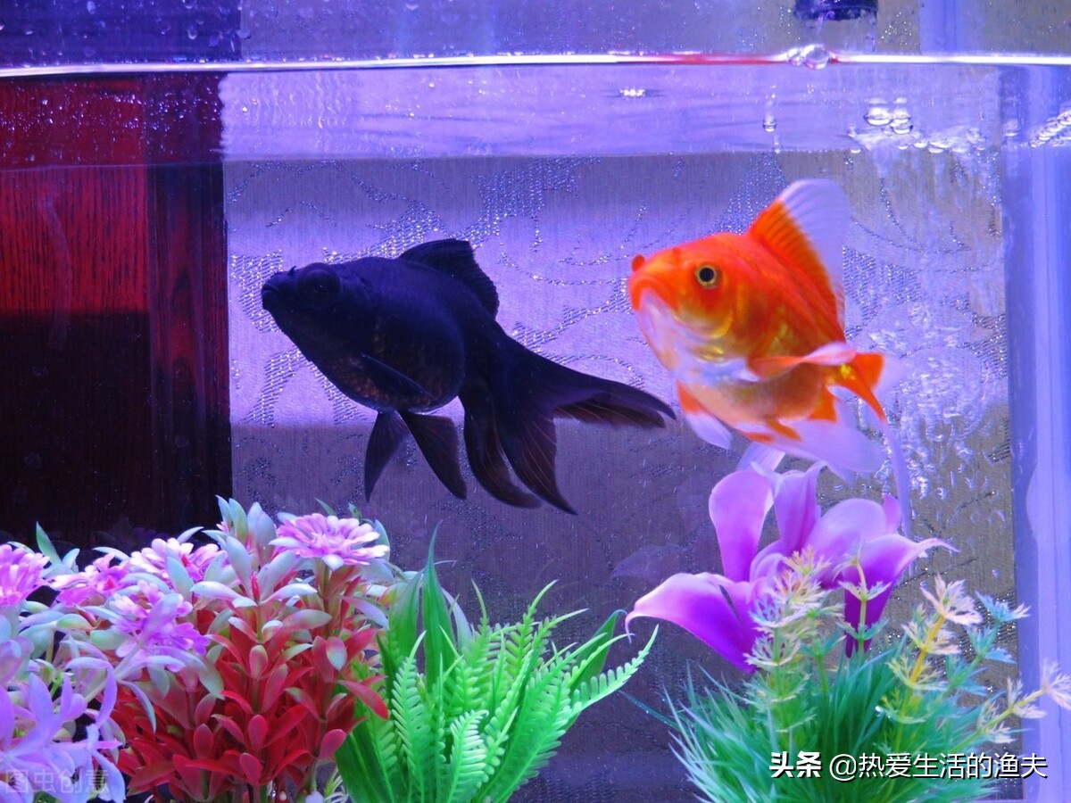 为什么养的金鱼老翻身又不死,为什么金鱼养不死热带鱼养不活