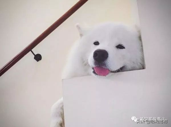 要狗看门？千万别选萨摩耶！这货除了笑不会干别的了