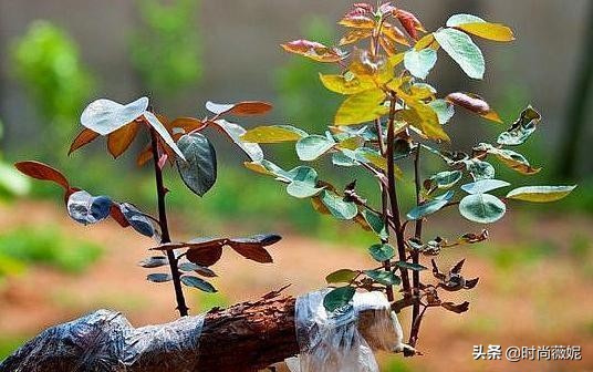 如何把月季养成老桩,月季怎么养成小老桩