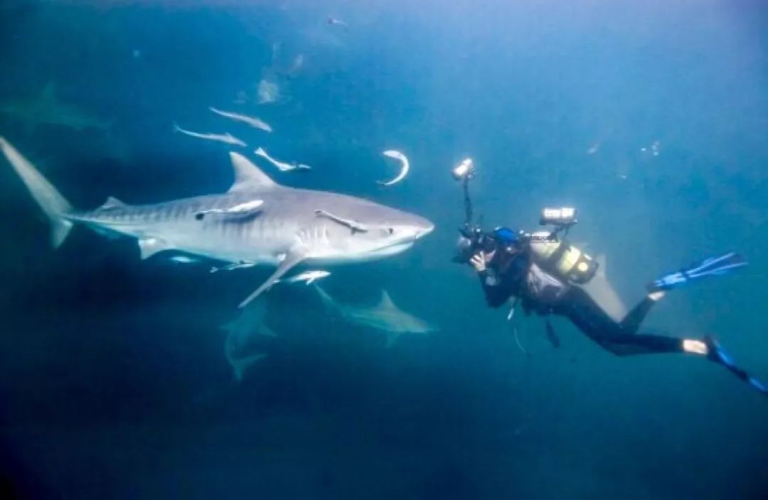 生物竞赛申请国外大学,2021生物奥赛金牌保送