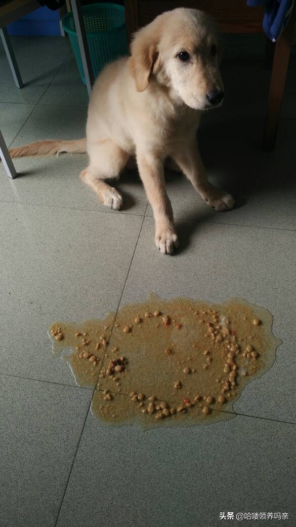 狗狗呕吐的背后，隐藏着多少不为人知的病情？不是每一种都能忽略