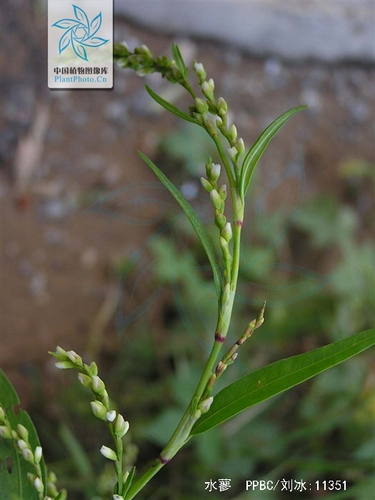 水蓼根图片,水蓼的价格