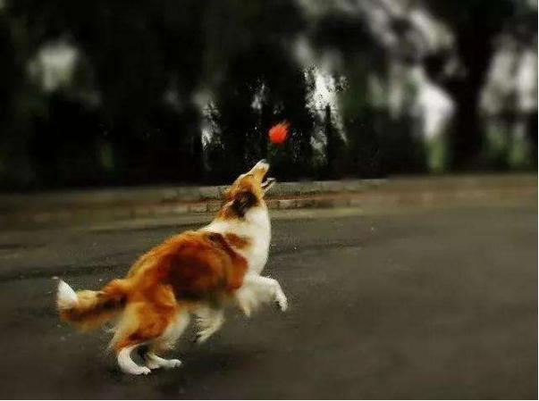 哪些适合和狗狗一起玩的小游戏,可以与宠物互动的养成游戏