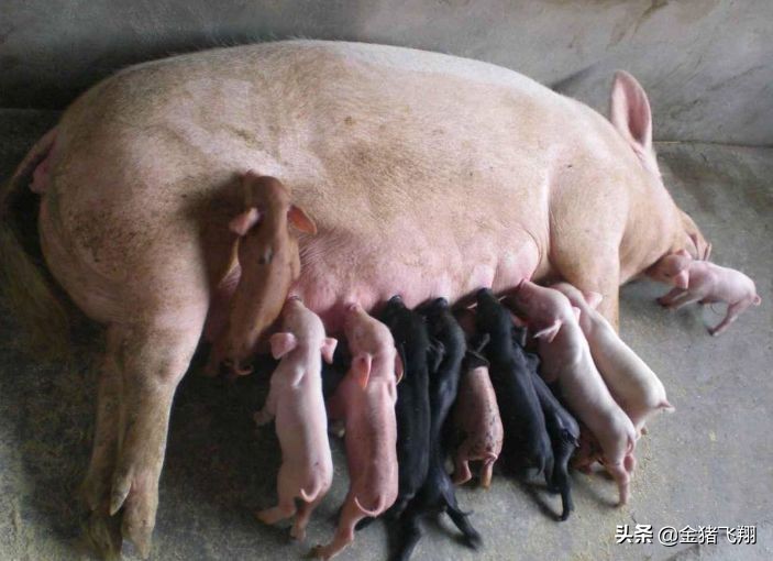 母猪便秘小猪拉稀,为防止小猪拉稀母猪产前怎样保健