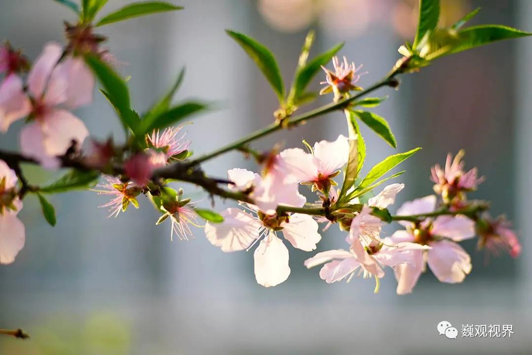 “千里姻缘一线牵”深入了解“SHOTEN”Contax G转Sony E卡口转接环