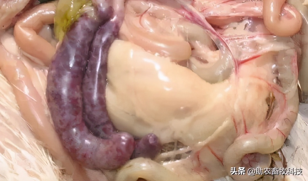 鹅肠道病的症状与治疗,快速判断鹅病的四种方法