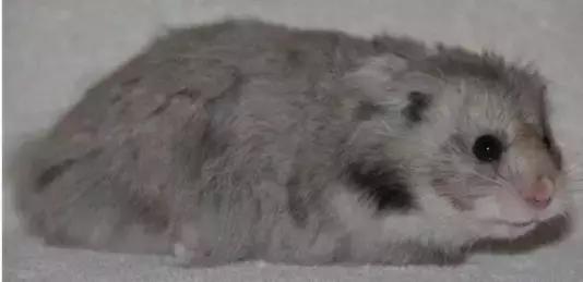 仓鼠种类大仓鼠,仓鼠的详细资料仓鼠的种类