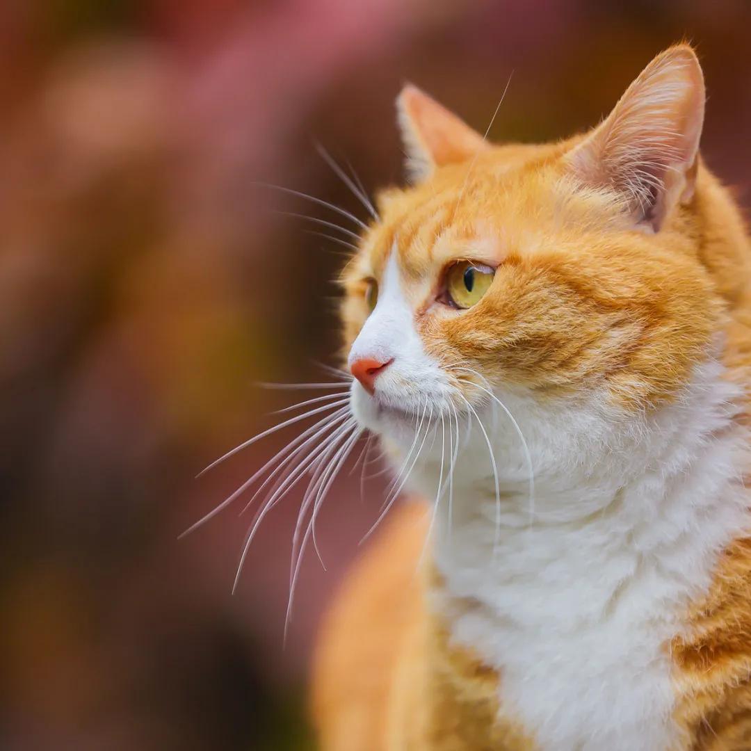 听说我没有脖子？