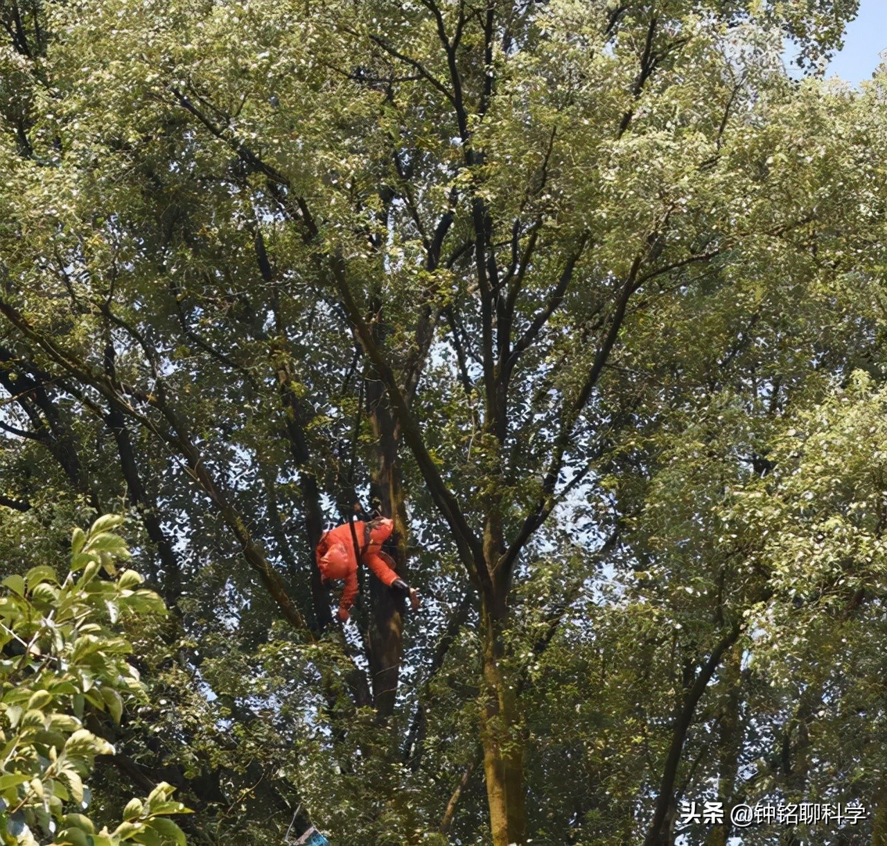 马蜂蜇人时怎么保护自己,马蜂被蛰为什么这么厉害