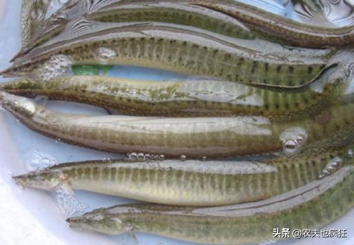 适合农村养殖无刺鱼推荐,稻田里养殖的无鳞鱼大全