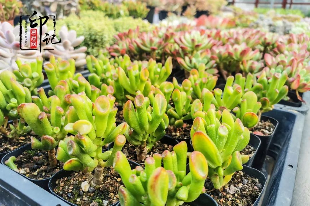 商丘道北花鸟批发市场,商丘花鸟宠物市场