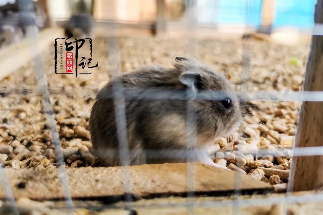 商丘道北花鸟批发市场,商丘花鸟宠物市场