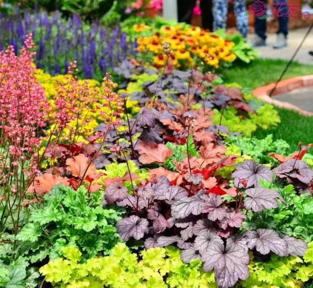 好养的盆栽花卉大全,人养花花