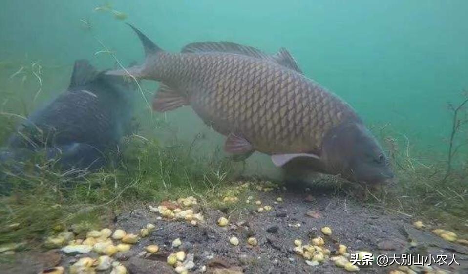 要想鱼上岸，就拿粮食换！用这5种打窝方法，利用好每一粒窝料