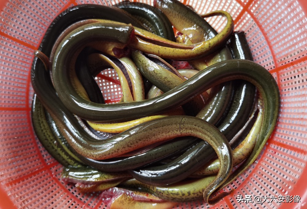 农村田里夜晚抓黄鳝,乡野农村抓黄鳝视频