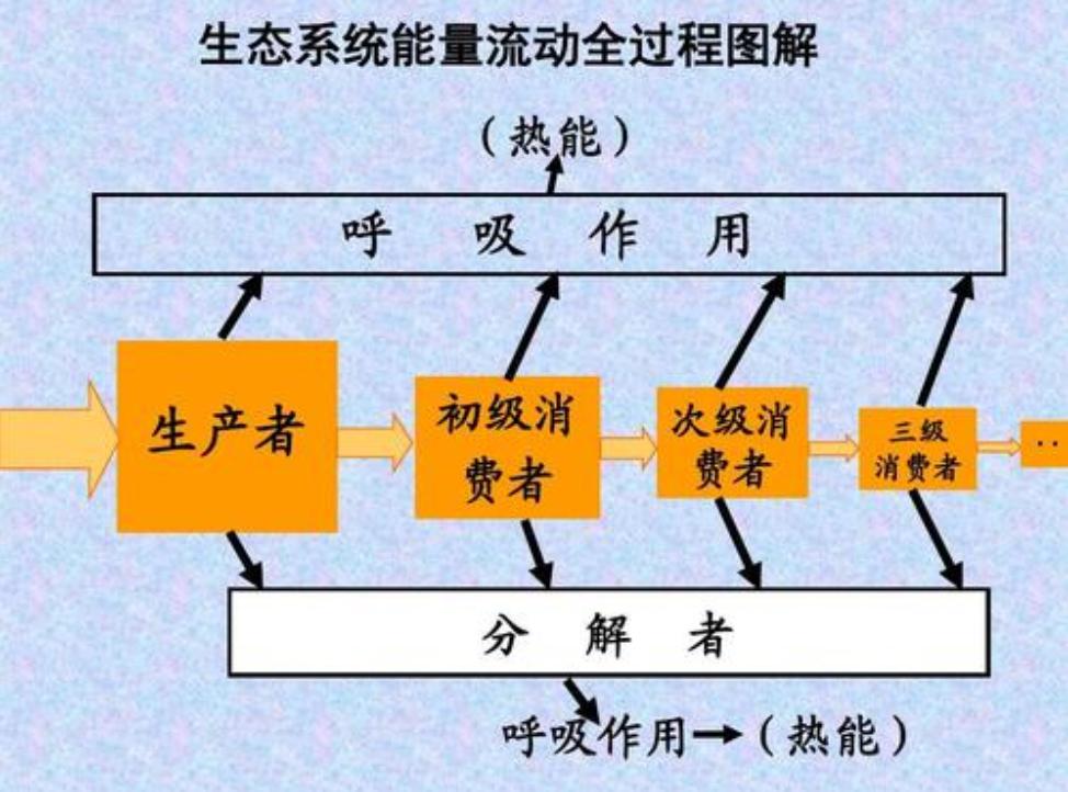 大黄蜂入侵,大黄蜂入侵法国