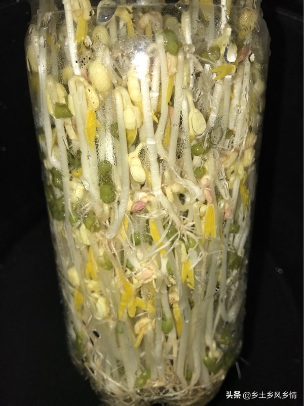 发豆芽的简单方法用绿豆,发豆芽最简单的方法教案