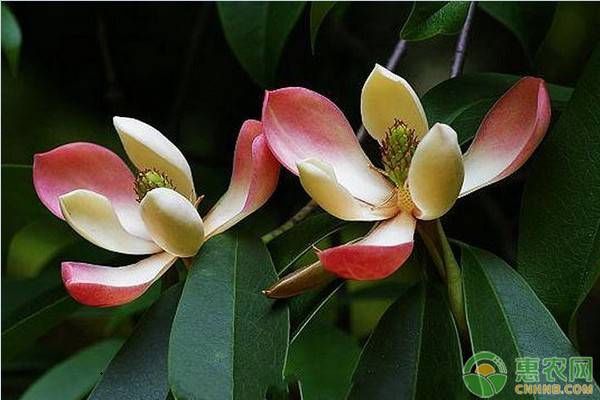 2022年春分是几号属什么,春分节气祝福语几号是春分