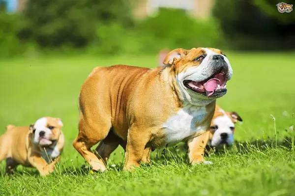 春季犬病治疗,冬春季重点传染病防控知识