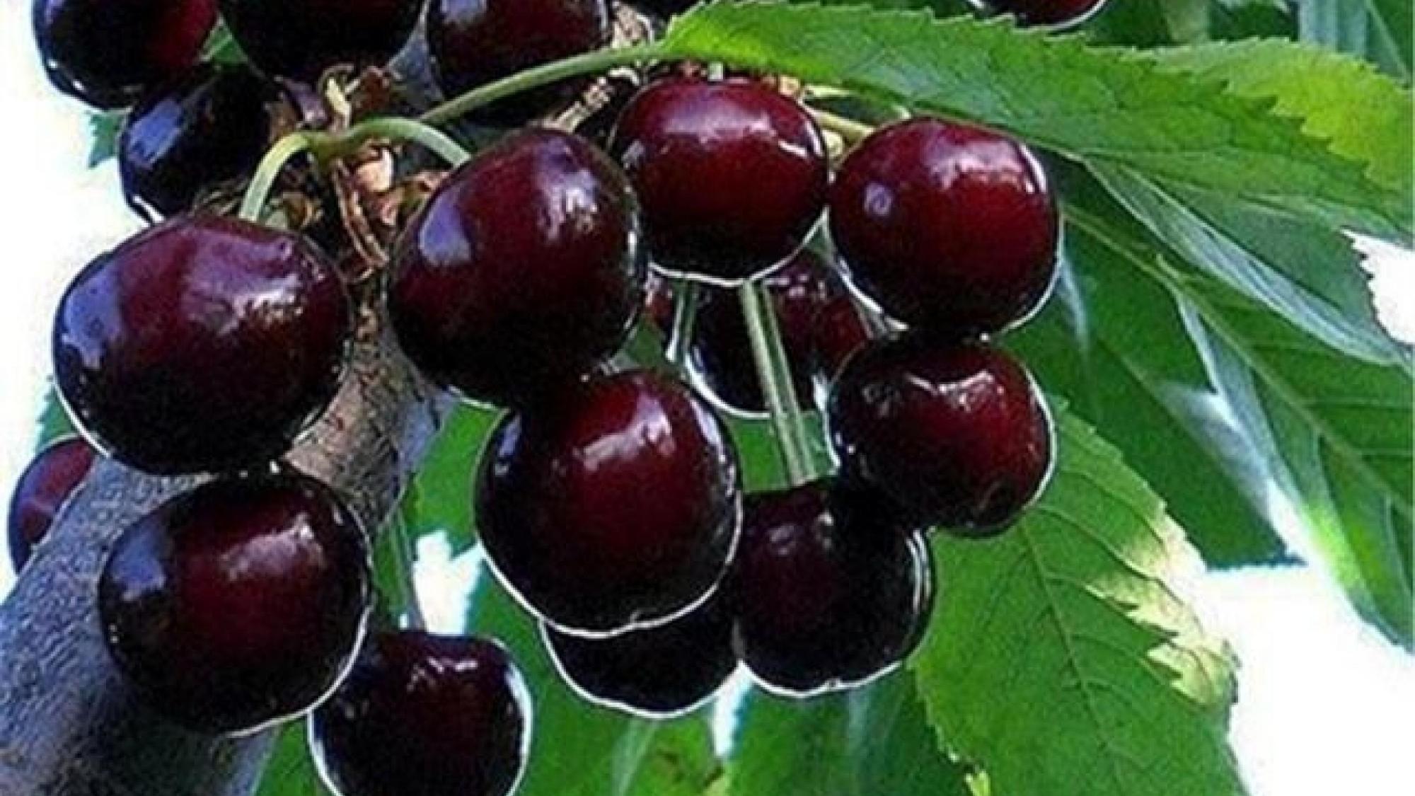 车厘子市场价格一斤多少元,100元5斤车厘子价格为啥不一样