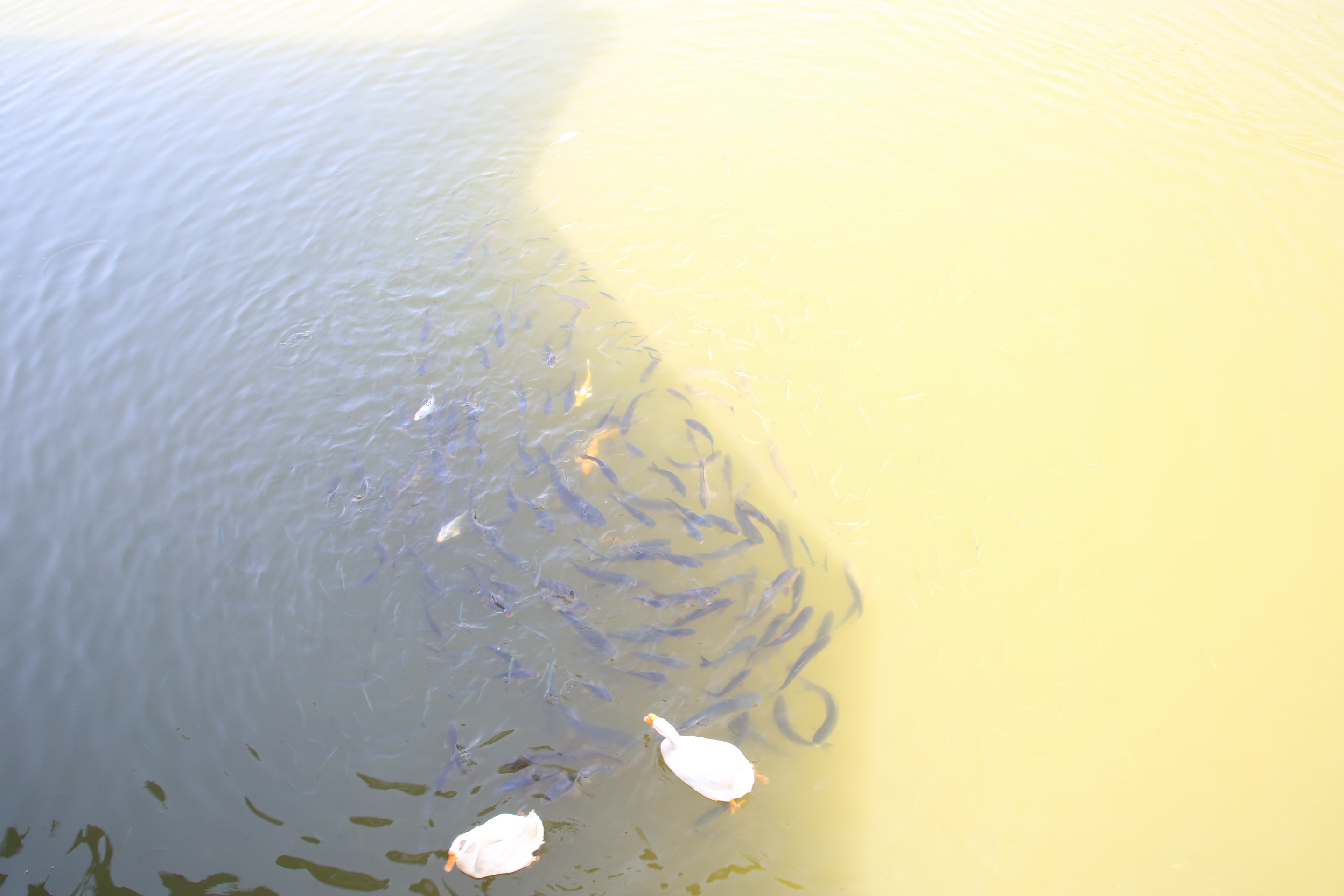 特色农家乐民宿的优点,农家乐升级精品民宿应该怎么做