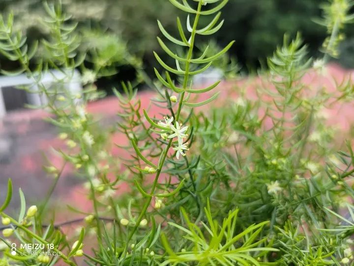 魅族三零是哪个系列,魅族三零